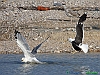 Uccelli charadriiformi 15 - Zafferano.jpg